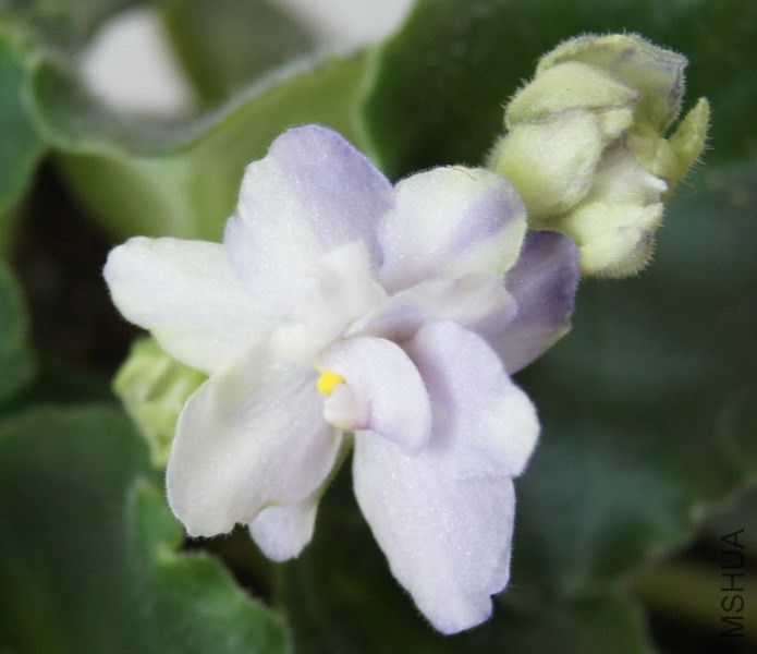 Saintpaulia 'Green Eyes' ������ ���۾� 1.JPG