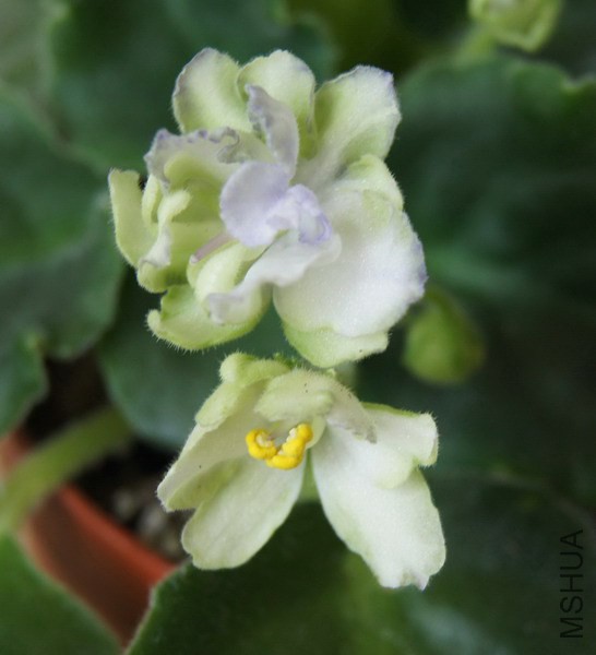 Saintpaulia 'Green Eyes' ������ ���۾� 3.JPG