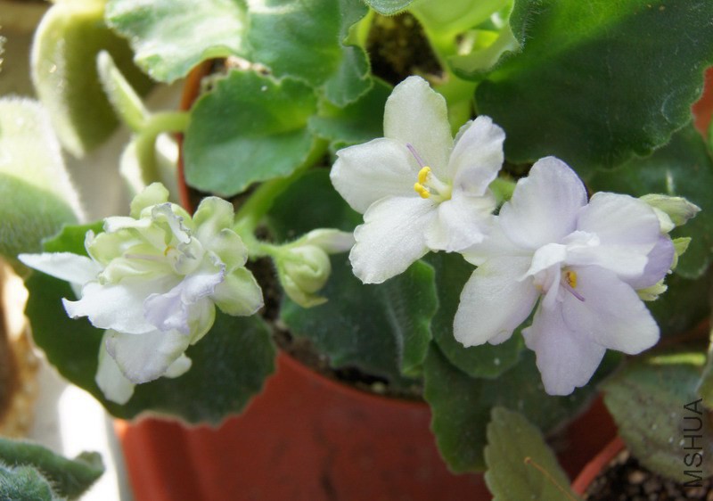Saintpaulia 'Green Eyes' ������ ���۾� 4.JPG