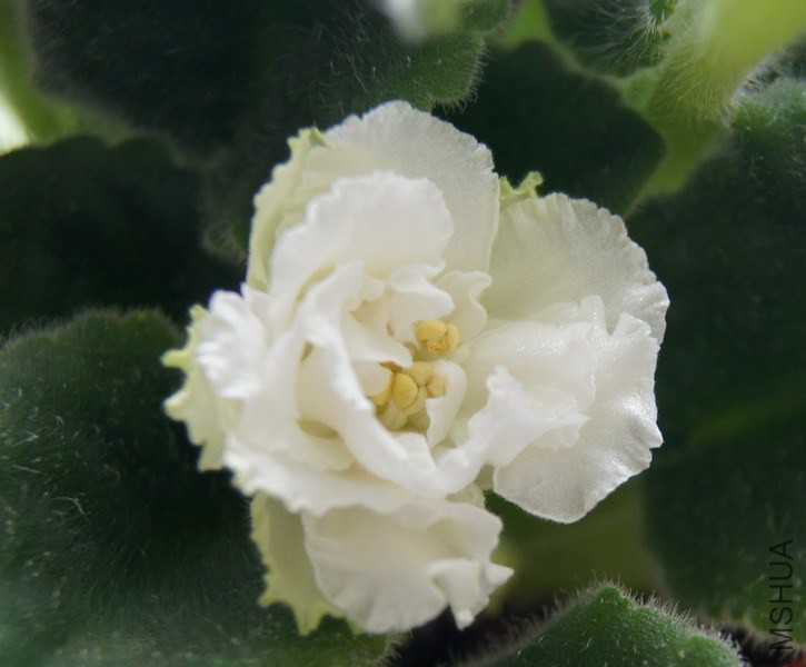 ������ ���� 2.JPG