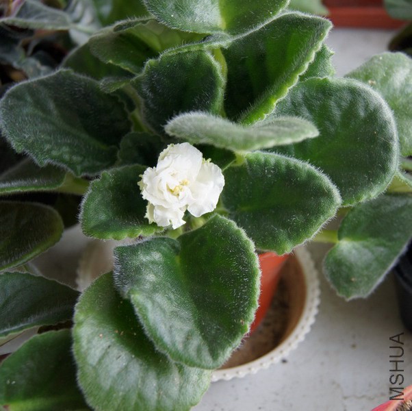 ������ ���� 1.JPG