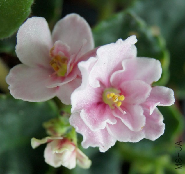 Saintpaulia '132'��ɫ ������ 4.JPG