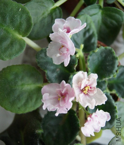 Saintpaulia '132'��ɫ ������ 3.JPG