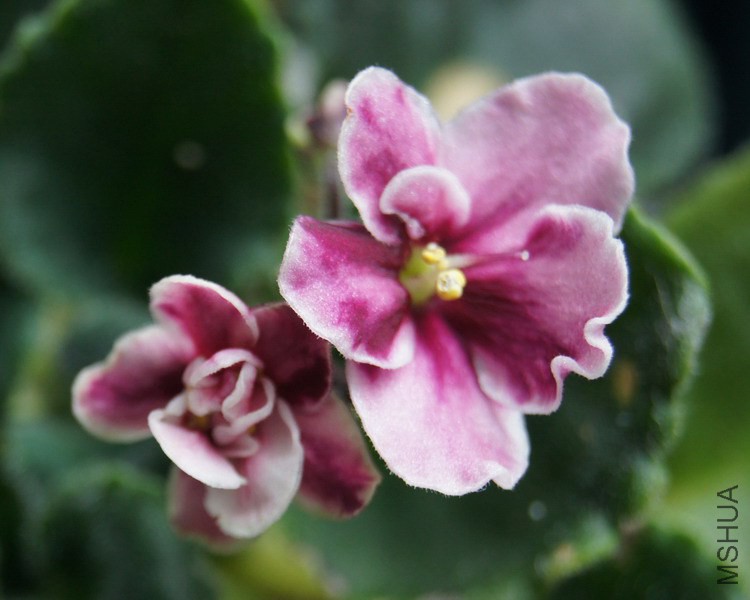 Saintpaulia '132'��ɫ ������ 1.JPG