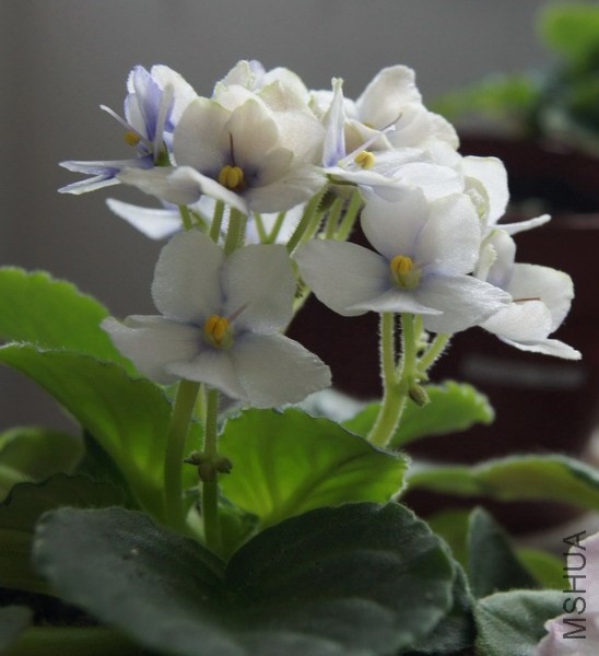 Saintpaulia 'A53'��ɫ ������ 4.jpg