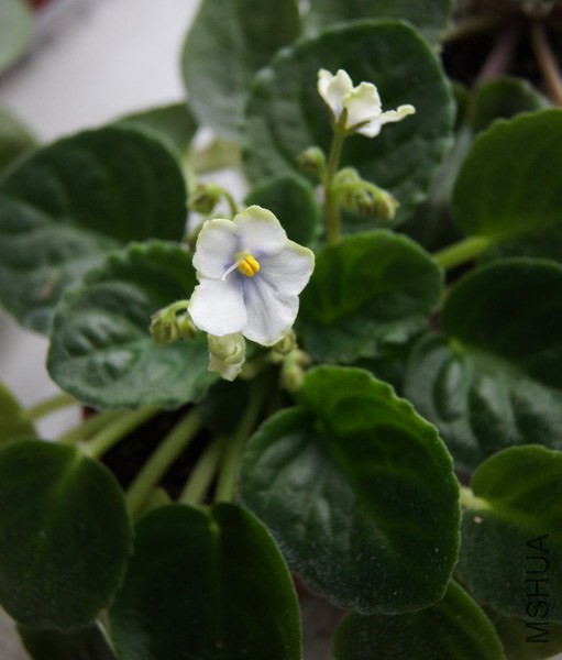 Saintpaulia 'A53'��ɫ ������ 1.jpg