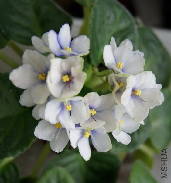 Saintpaulia 'A53'��ɫ ������ 3.jpg