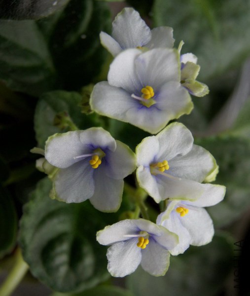 Saintpaulia 'A53'��ɫ ������ 2.jpg