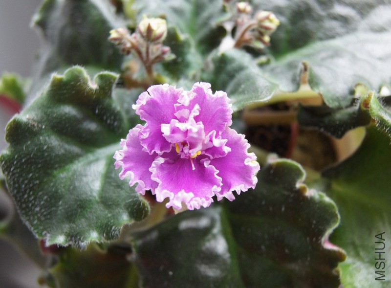 Saintpaulia '263' ������ 3.JPG