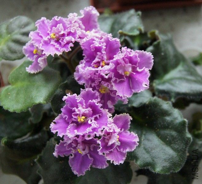 Saintpaulia '263' ������2.JPG