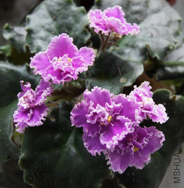 Saintpaulia '263' ������ 1.JPG