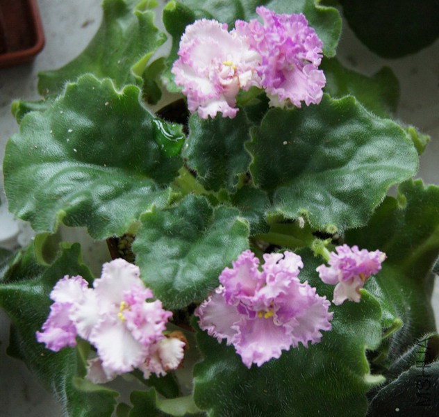 Saintpaulia '267' ������ 3.JPG