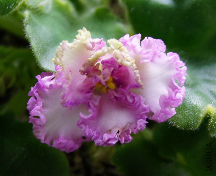 Saintpaulia '267' ������ 1.JPG