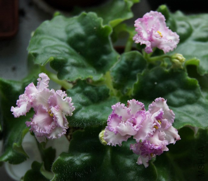 Saintpaulia '267' ������ 2.JPG
