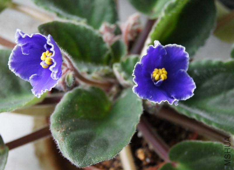 ������ �ͷ׵����ױ� 1.JPG