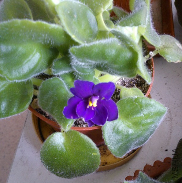 ������ ����ɫ���� 1.jpg