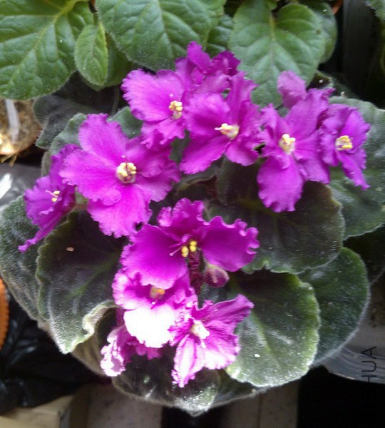 ������ �Ϻ쵥�� 3.jpg