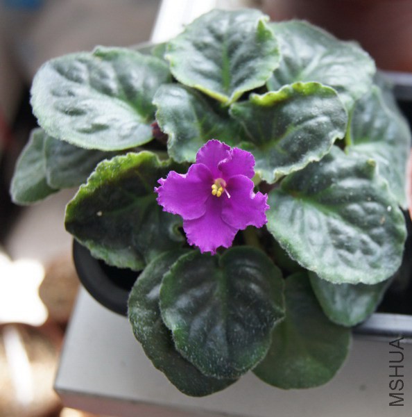 ������ �Ϻ쵥�� 1.jpg