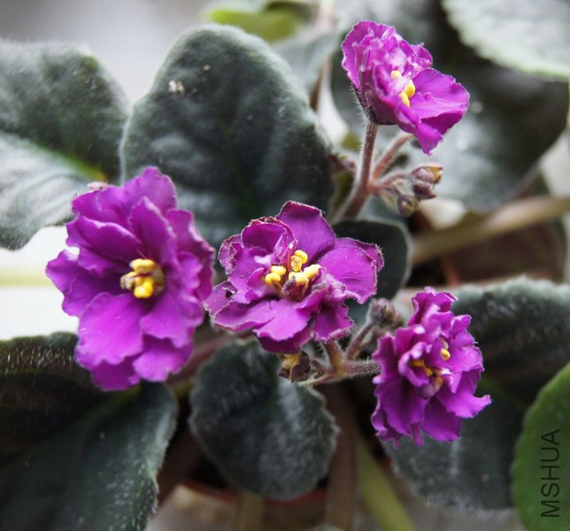 ������ �Ϻ�ɫ�ذ� 1.JPG