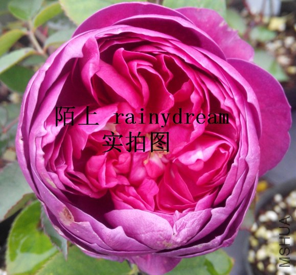 ������֬.jpg