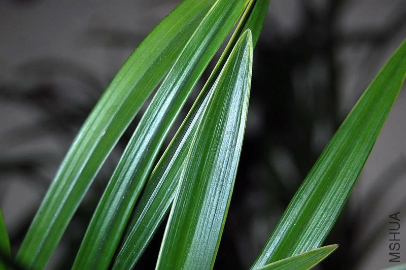 DSC_01800180.JPG