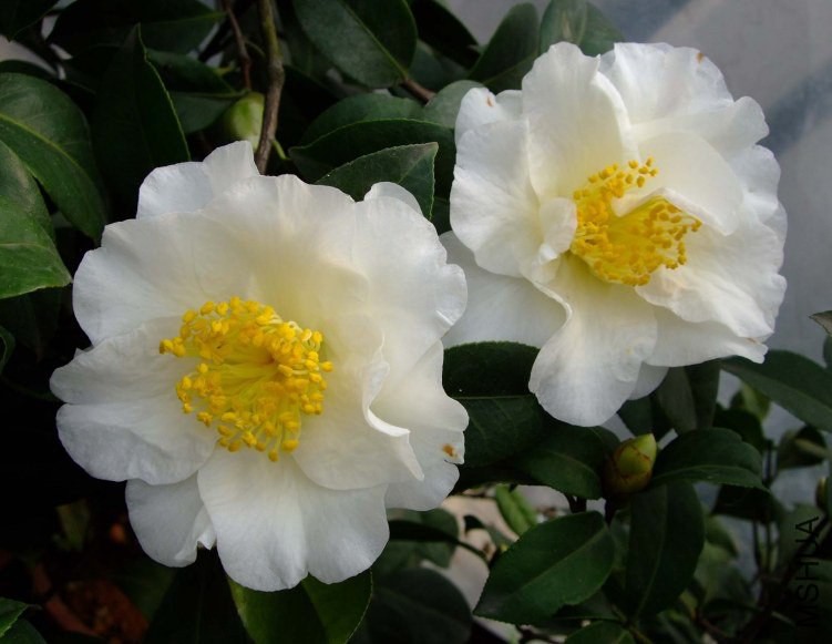 ��ǹ� 2012-3-18f 100.jpg