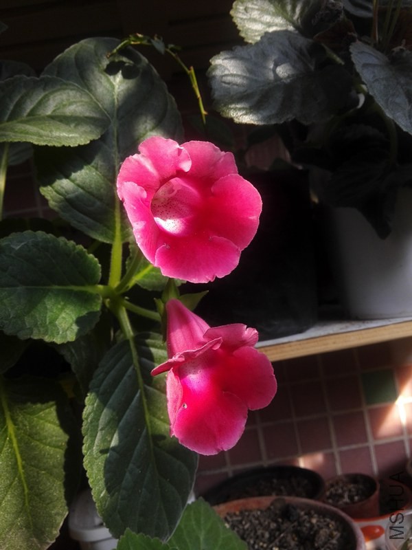 IMG_20141015_083151.jpg