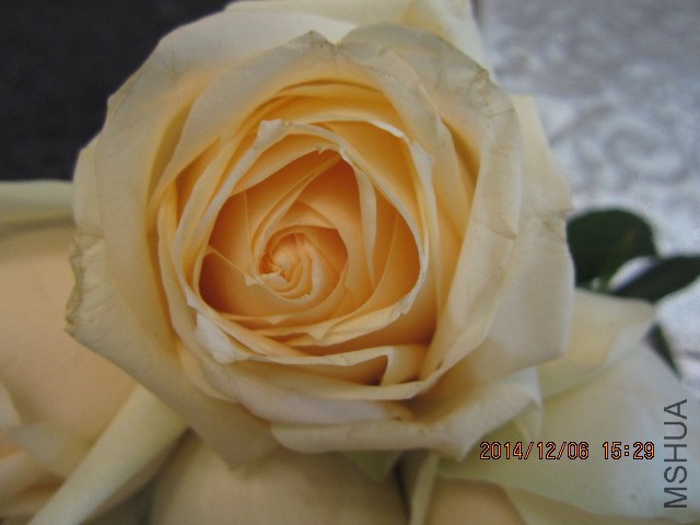 IMG_6720.JPG