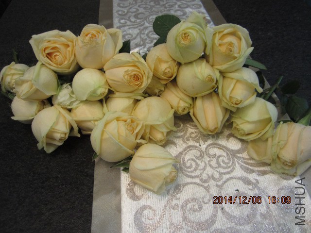 IMG_6729.JPG