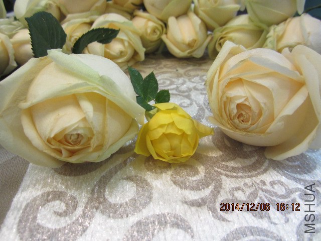 IMG_6733.JPG