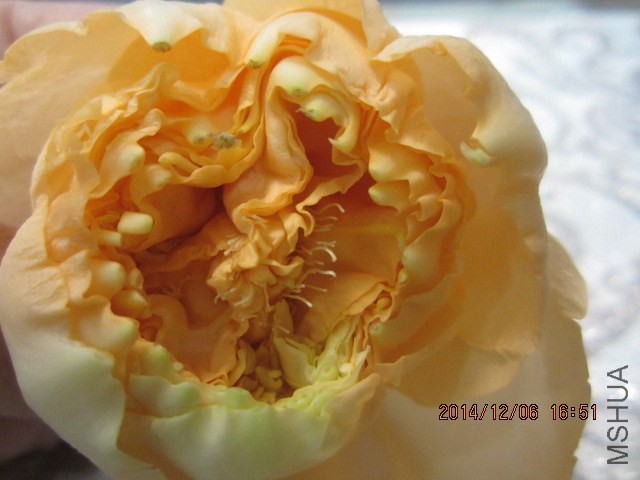 IMG_6739.JPG