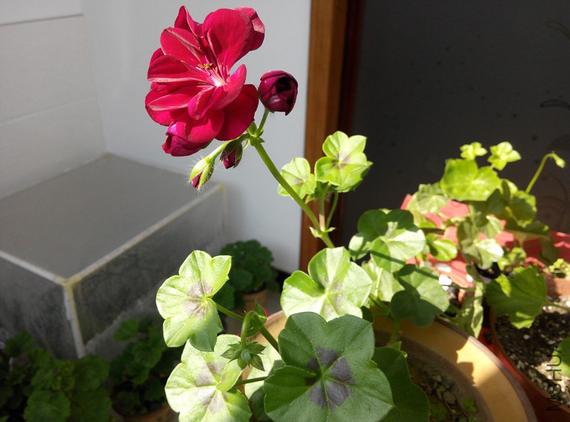 IMG_20141206_110634.jpg