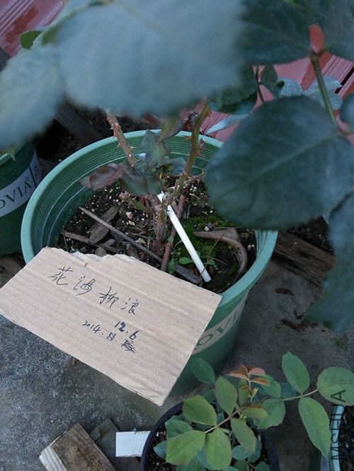 �軨Ů