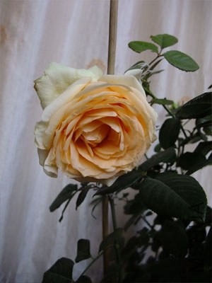 ����ѩɽ3.jpg