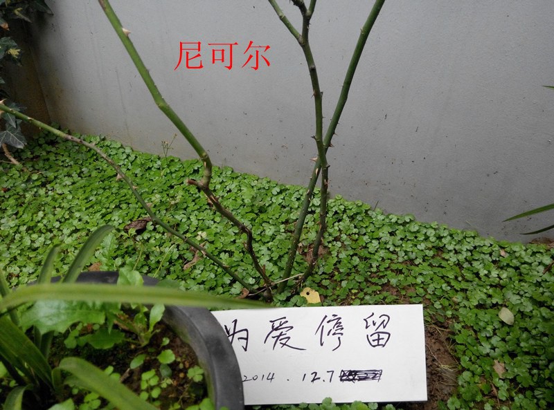 IMG_20141207_091330.jpg