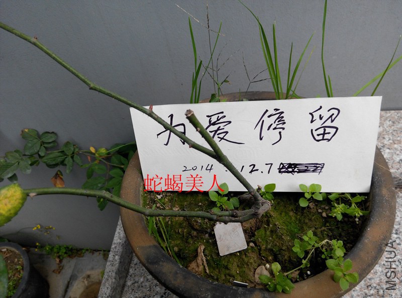 IMG_20141207_091603.jpg