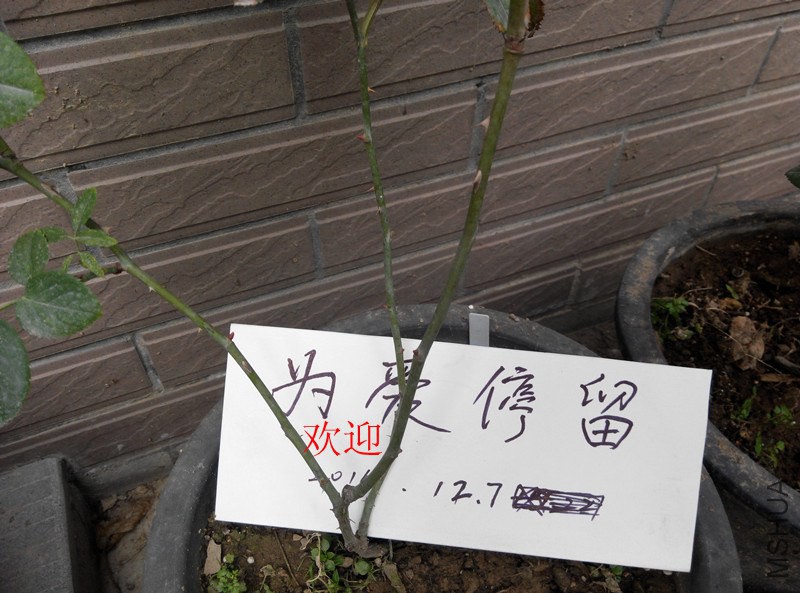 IMG_20141207_091746.jpg