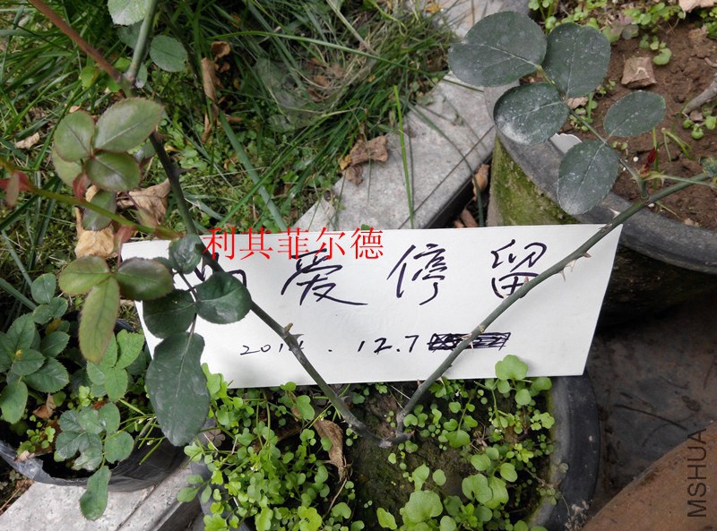 IMG_20141207_091802.jpg