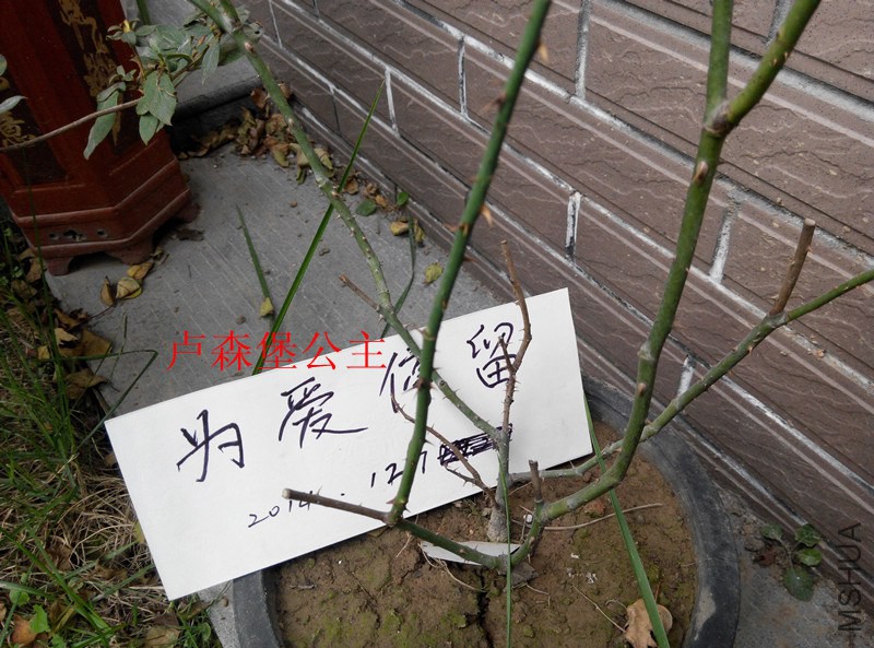 IMG_20141207_091859.jpg