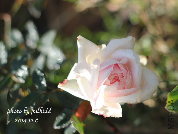 ����һ���պͣ� ��ɫ���Ĳ��Ǻ����������Ǻ���