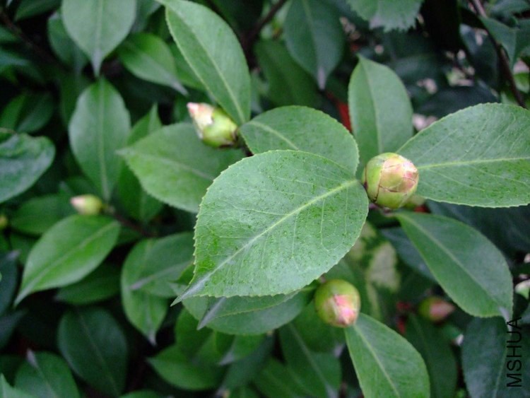 ɽ��֮�� Ҷ��.jpg