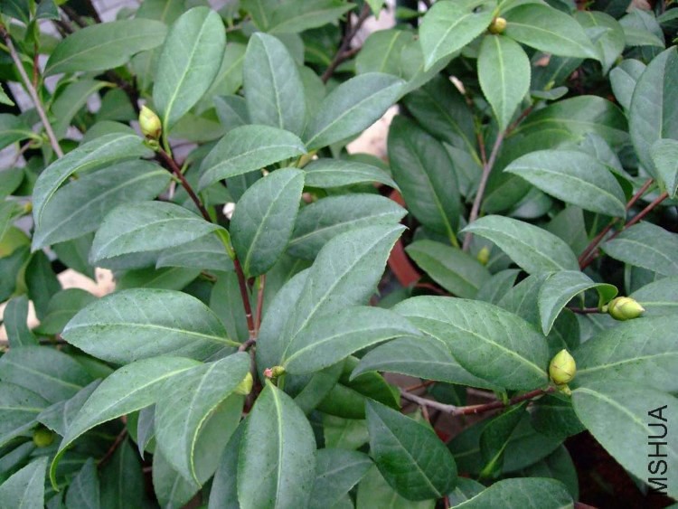 ̫���� Ҷ��(3).jpg