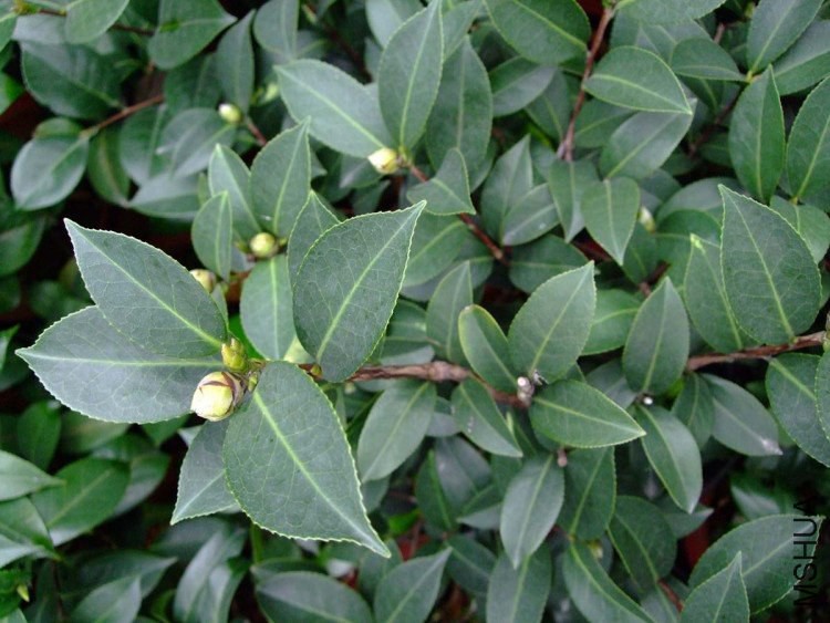 ���غ�˹ Ҷ��11f.jpg