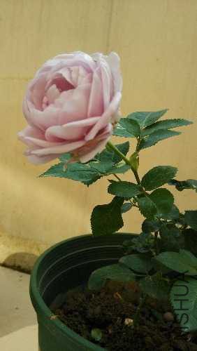 IMG_20141208_125807.jpg
