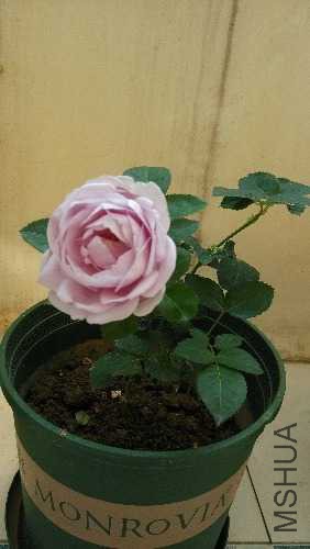 IMG_20141208_125904.jpg