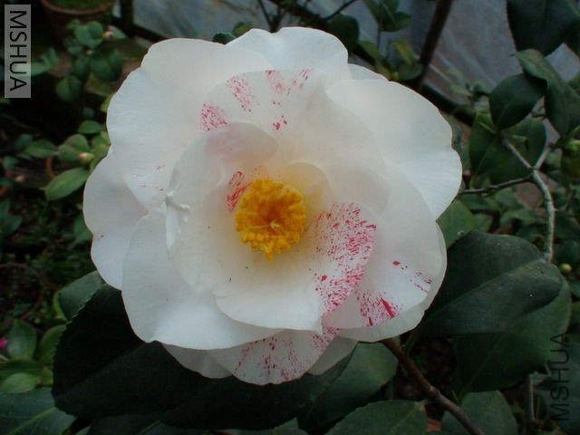 ���ޱ���