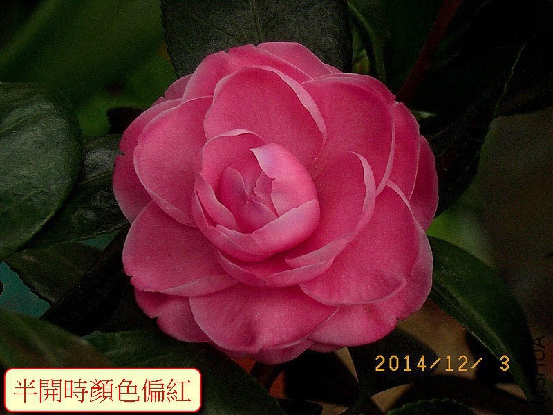 Ψ������a1 (1).JPG