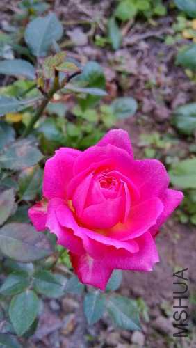 IMG_20141208_124145_HDR.jpg