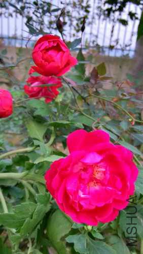 IMG_20141112_164927_HDR.jpg