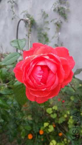 IMG_20140930_112906.jpg